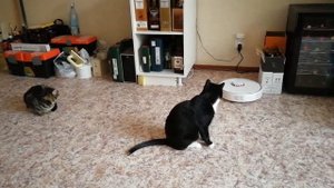Коты и робот-пылесос Xiaomi