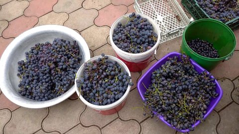 Как приготовить вино из винограда сорта Молдова