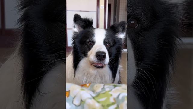 人都说小馋猫，没听谁说狗也馋的，为啥我的狗馋的不行，有啥吃的它都想吃一口？边牧 小狗狗能有什么坏心思 养狗的乐趣