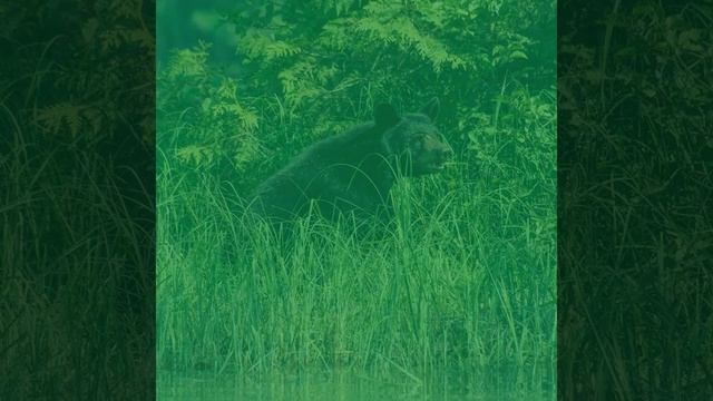 Музыка (Глубокий сон) смотреть онлайн