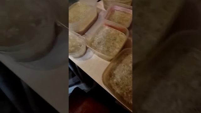 приготовил холодец #приготовилхолодец #холодец #готовимхолодец смотреть онлайн