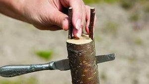 Прививка В Расщеп Это Очень распостраненный способ