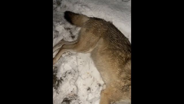 Волчица на приваде смотреть онлайн