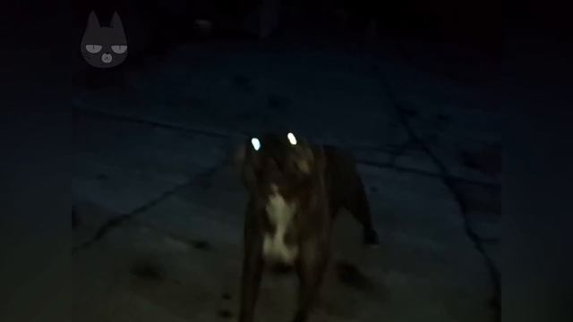 Pit Bull Protects Baby Compilation NEW смотреть онлайн