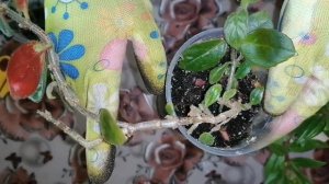 КОЛУМНЕЯ, НЕМАТАНТУС. Уход, пересадка. Мои комнатные цветы в октябре.
