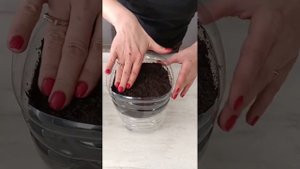 Выращивание томата, петуньи и другой рассады на фитильном поливе