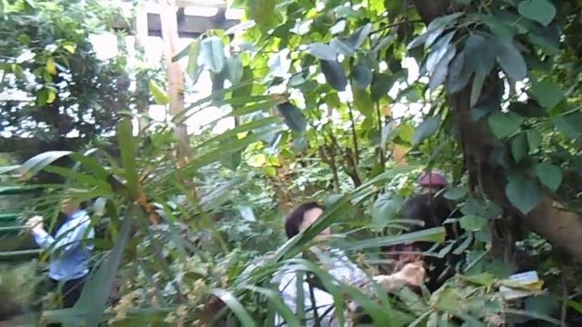 Ботанический сад Самара - про фикус смотреть онлайн