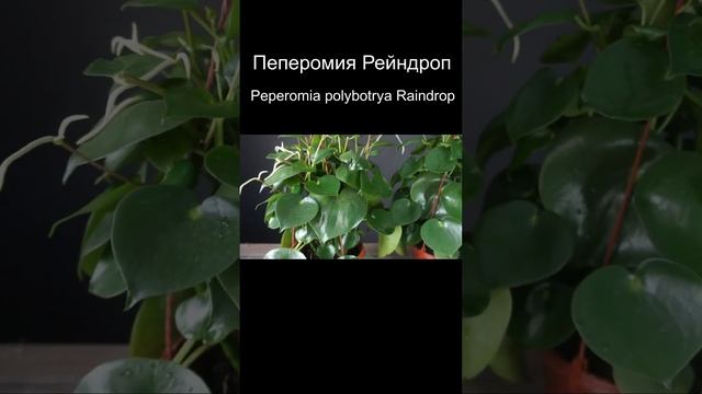 Пеперомия Рейндроп (Peperomia polybotrya Raindrop) #shorts