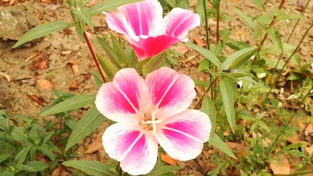 ゆっくり雑学2 смотреть онлайн