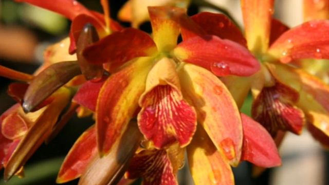 Bradenton, Florida Orchids Palm Trees смотреть онлайн