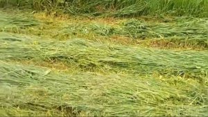 Покос сена роторной косой с адаптером.Мотоблок с валом отбора мощности.С усиленной рамой косы.(2)