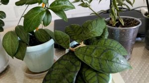 Хойи: Белла Луис буис цветение, как выросли за 1,5 года.