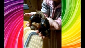 Ахатины/как быстро могут вырасти улитки за 1 месяц?!