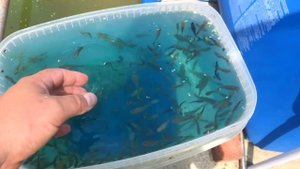 Карпы КОИ и живородка в бассейне