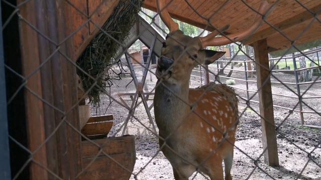 ВЛОГ В ЗООПАРКЕ! СМЕШНЫЕ ЖИВОТНЫЕ, МЕДВЕДЬ ПОЧИСУН. смотреть онлайн