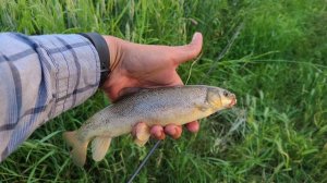 Балик Ови Маринка 16.Октябрь 2023 маринка