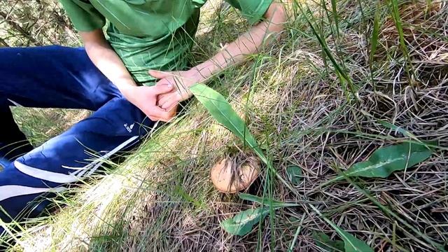 ПЕРВЫЕ ЛЕТНИЕ БЕЛЫЕ ГРИБЫ, МАСЛЯТА, ДУБОВИКИ И ГОРЧАКИ! ИЗУМИТЕЛЬНАЯ ПРИРОДА, ТЫСЯЧА ГОЛОСОВ ЛЕСА! смотреть онлайн