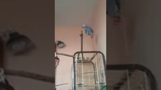 Жако Яшка смотреть онлайн