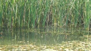 Рыбалка и отдых на новом озере !