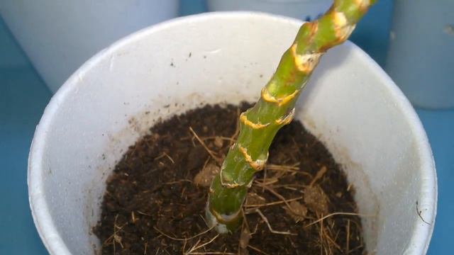 2 месяца спустя. Детки Орхидеи Дендробиум. #Доминикана. смотреть онлайн