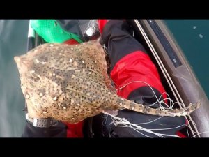 Прогулка на САПе + ловля лисицы на Черном море - thornback ray kayak fishing