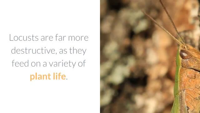 When will the cicadas emerge in 2021 How long will they be around after смотреть онлайн