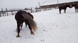 Лошади случка зимой