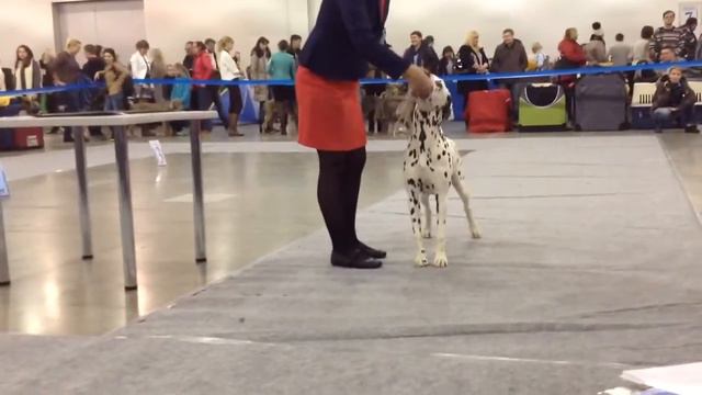 Сука щенок, далматин, Россия-1