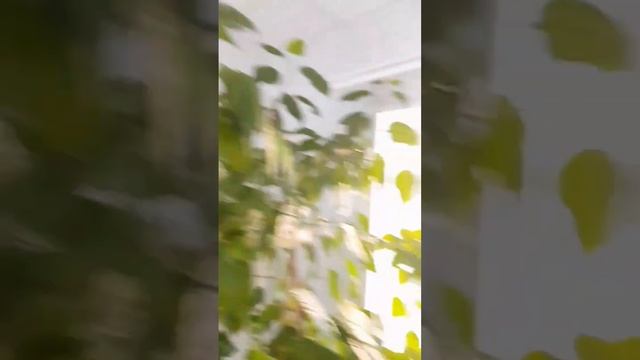 распустился Прекрасный цветок, а за окном Восход зимнего солнца #солнце #зима #цветы #холода смотреть онлайн