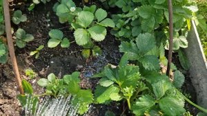 Как удобрять клубнику. Чем опрыскивать клубнику. Спустя 2 недели прижилась ли клубника.