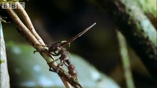 Documentario BBC - Effetti del fungo Cordyceps sulle formiche! смотреть онлайн
