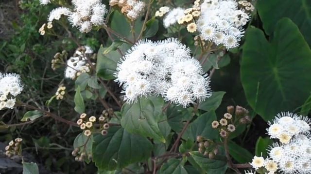 ТОП 10 ЯДОВИТЫЕ РАСТЕНИЯ, которые возможно есть у вас во дворе смотреть онлайн