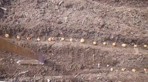 Посадила Лук, Морковь, Редис и Укроп/Смешанные посадки/ Дачный ВЛОГ