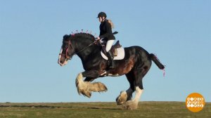 Такие удивительные лошадки. Доброе утро. Фрагмент выпуска от 25.03.2020