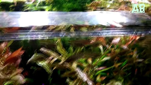 100 литровый АКВАРИУМ после ПАРИКМАХЕРА! смотреть онлайн