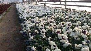 ДВА ЗОЛОТЫХ ПРАВИЛ СДЕЛАТЬ ЦВЕТЫ ЯРКИМИ и СОЧНЫМИ Петунии, Виолы?СЕКРЕТ ВЫРАЩИВАНИЕ ВИОЛЫ отА доЯ.