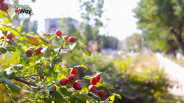 Оказывается Шиповник Не Для Всех Полезен, Он Может Навредить, Если У Вас... Что Творит Шиповник? смотреть онлайн