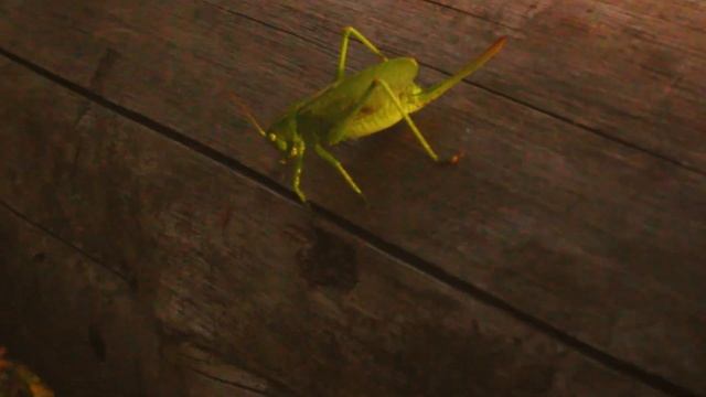 Кошкин лес смотреть онлайн