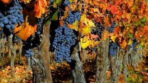 осень в италии