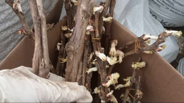 4 февраля. Срочное объявление для заказчиков. Древовидные пионы. смотреть онлайн