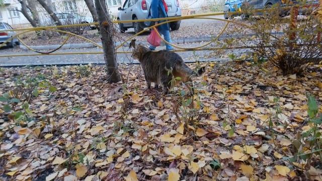 В осенний теплый денек толстый кот Степа вышел полежать под березой смотреть онлайн