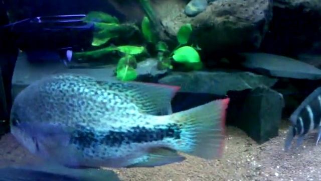 Vieja Zonatum Zonata Zonatus (Oaxaca Cichlid)