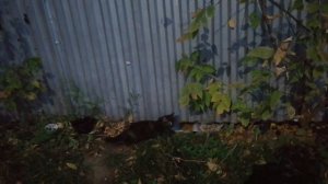 Домашний приют. Вислоухие котики не вышли, только большая чёрная вислоухая киса пришла и котенок.