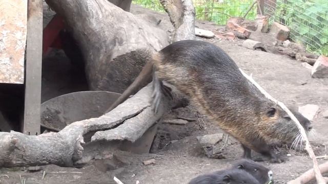 Дичает ли нутрия в вольерах?? смотреть онлайн