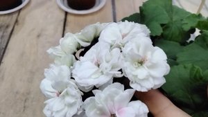 #494.Беленькая красавица пеларгония ЮВ Молоко Мадонны!