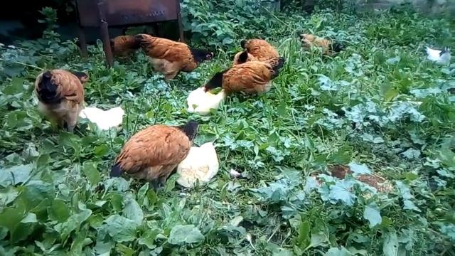 Форверк смотреть онлайн