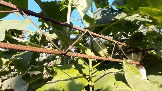 Павловния Императорская и Войлочная. смотреть онлайн