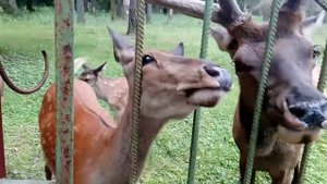 Олени в Подмосковье, Парк-отель "Союз", кормим яблоками