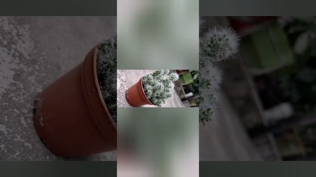 Mammillaria Vetula es una cactaceae смотреть онлайн