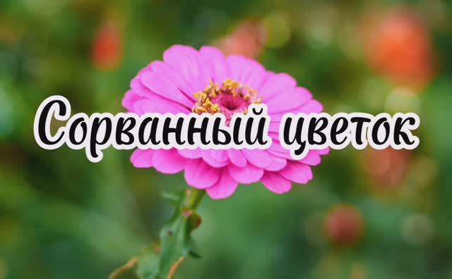 Сорванный цветок